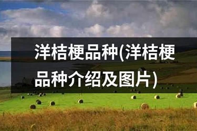甘蔗施肥不盖土可以吗