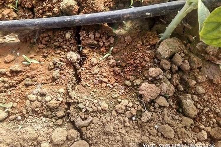 钾肥氮肥磷肥对植物的作用