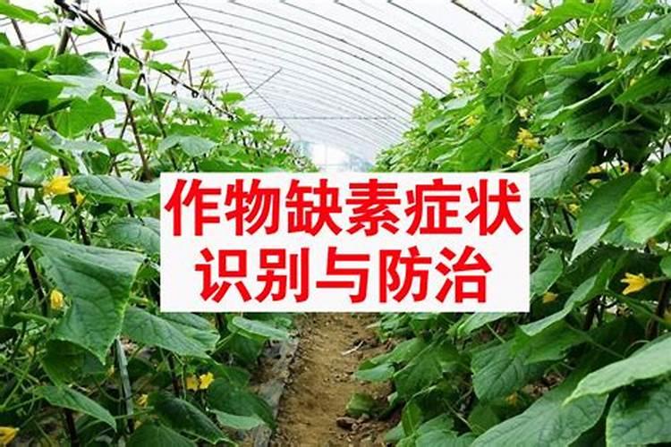 高硫氮肥比碳氮肥好吗