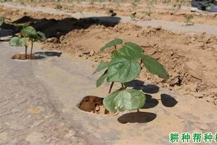 棉花受旱打叶面肥有用吗？