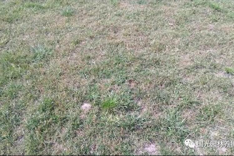 草坪施肥用什么肥料 草坪施肥哪些肥好
