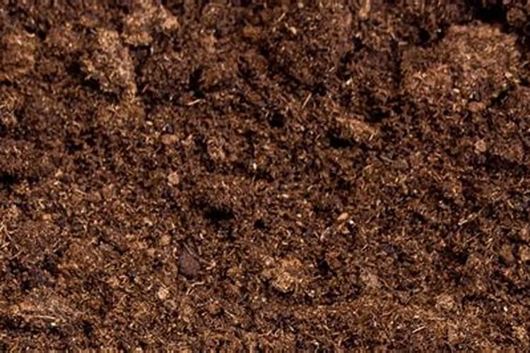 无花果施肥用什么肥料