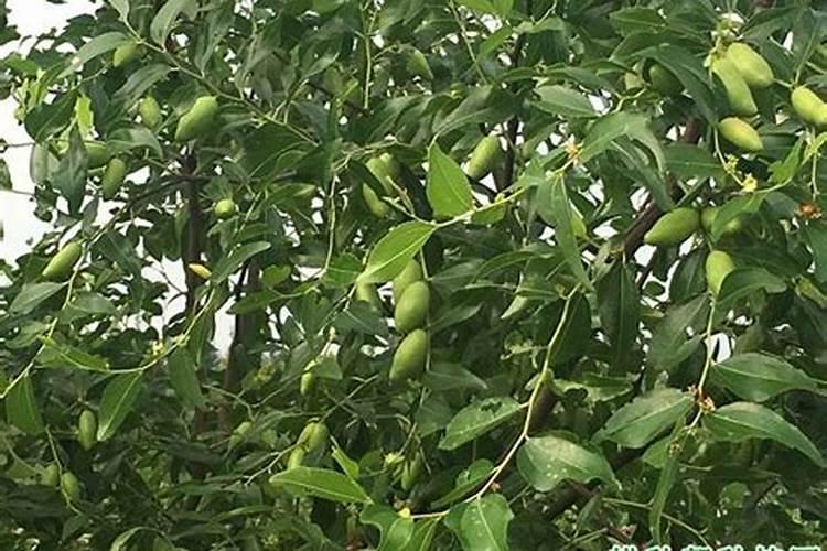 花生覆膜如何高产栽培,花生覆膜高产栽培技术