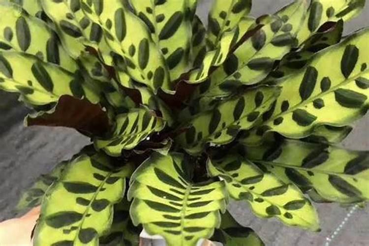 豹纹竹芋怎么养？