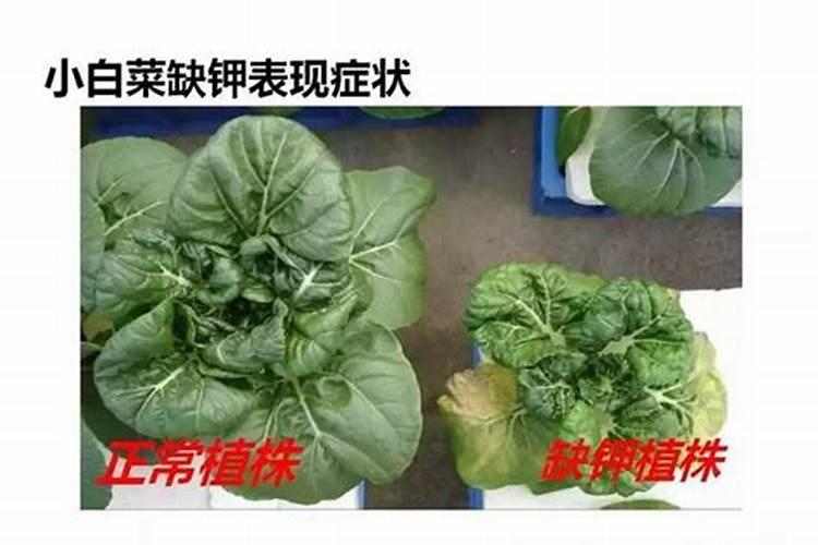如何从香蕉叶片判断香蕉树是否缺肥？
