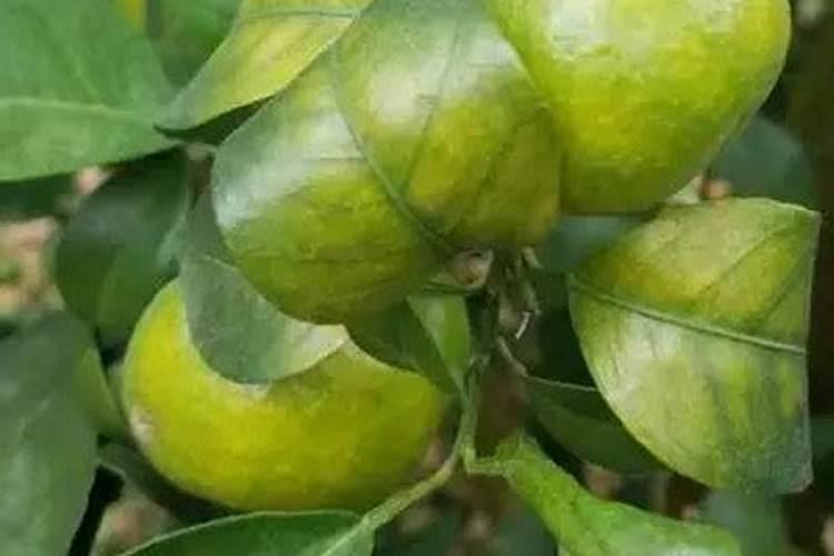种香芋施什么肥最好