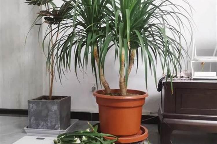 促进开花施什么肥料(果树促花用什么叶面肥好)