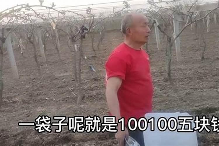 红枫树为什么怕高温爆晒？