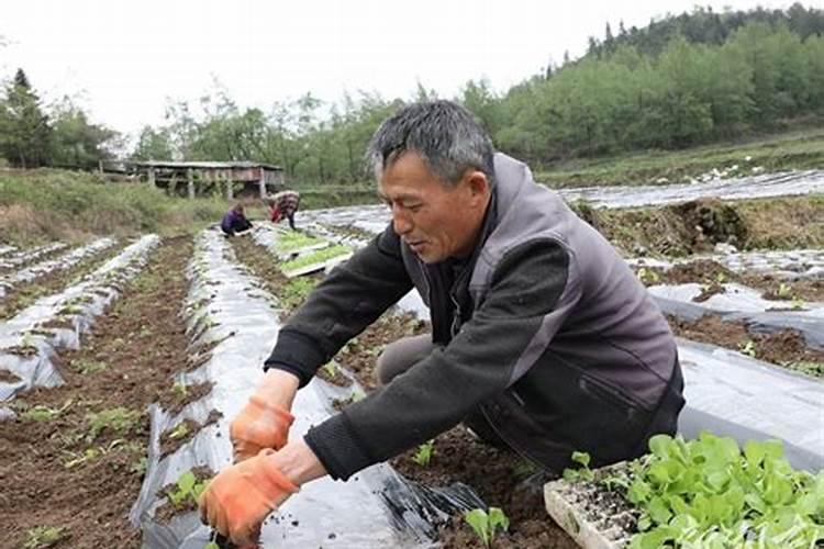 茄子开裂的原因及防治方法大全