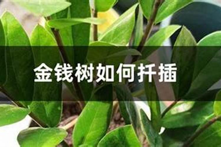 如何让金钱树繁殖生根最快