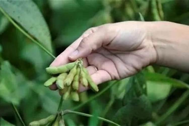 硼肥兑水稀释倍数