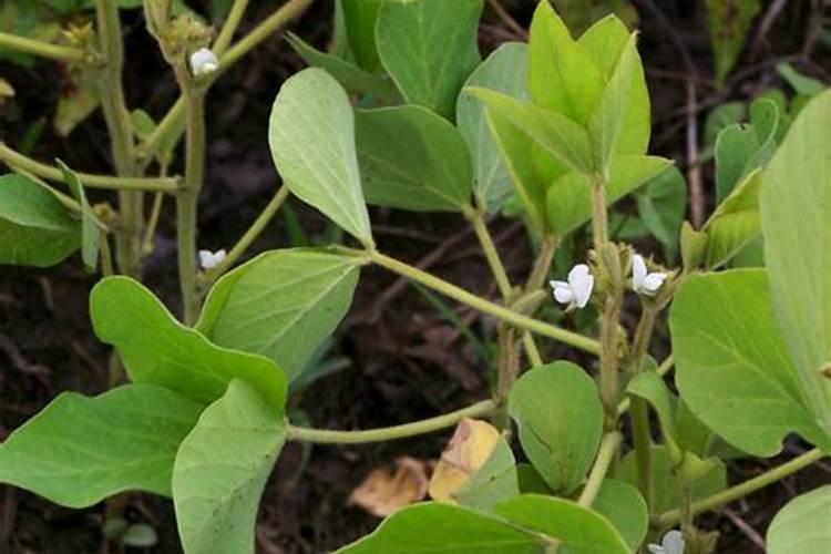 大豆适合所有花当肥料吗 大豆花期喷什么叶面肥好