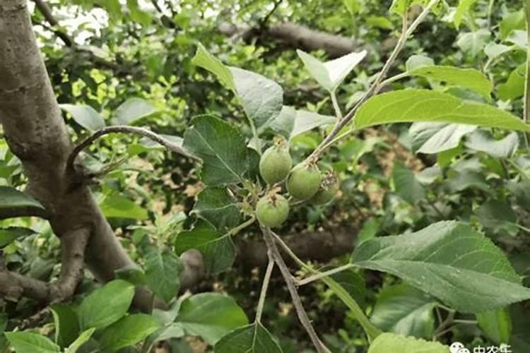 无花果用什么肥料最好