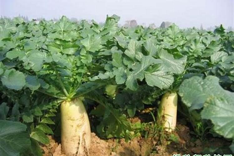 芸苔素和磷酸二氢钾都有什么效果