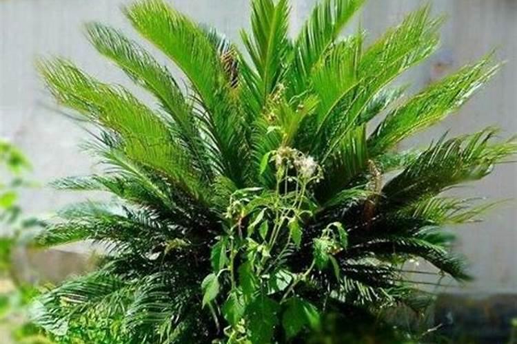 铁树浇什么肥最好
