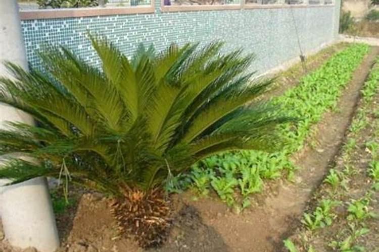 铁树室内种植方法