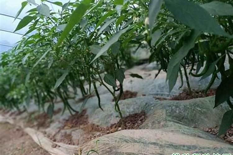 腐植酸肥料的作用和使用方法
