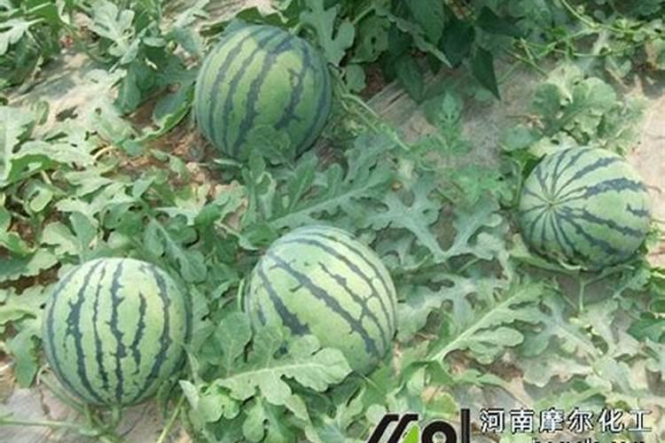 氮肥过多对水稻有什么危害 后期施的氮肥过多怎么处理