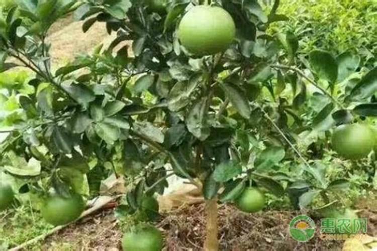 柚子树最佳施肥时间是哪时候 柚子树什么时候施肥