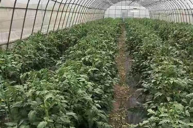 秋肥到底该如何选？高氮、平衡、高钾各有什么差别？