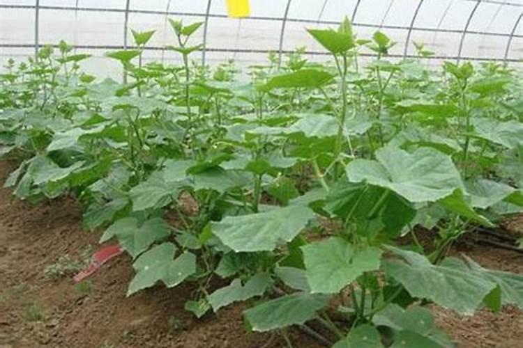 钙肥和硼肥同时使用保花保果效果好吗？怎么用效果高？