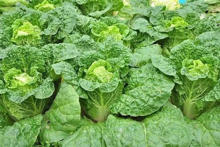 农民种植娃娃菜,能使用农家肥种植吗？