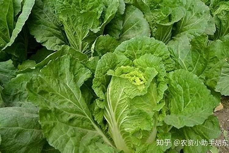 种植娃娃菜一亩地多少斤复合肥？