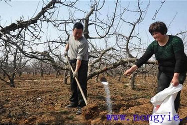 核桃树上什么肥料好