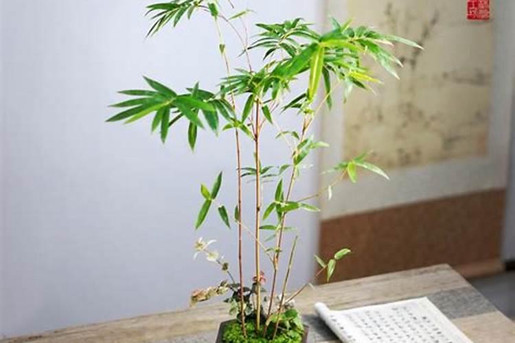 花卉什么时候施肥