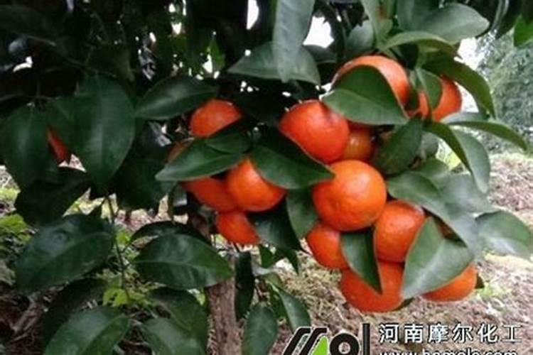 棉花打顶后喷施的最好的叶面肥