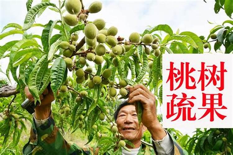 河南省可以种哪些植物