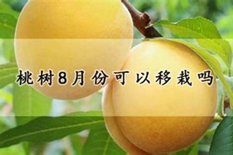 桃树施什么肥料