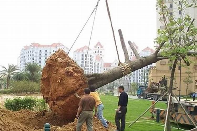 硅肥是什么肥料？硅肥有什么作用？种植农作物如何施用硅肥？