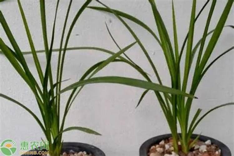 夏天怎么养兰花提高一半成活率