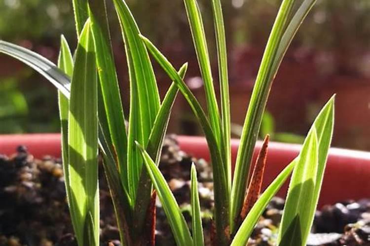 兰花如何养护？