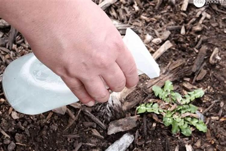 食用醋也可以做叶面肥吗？