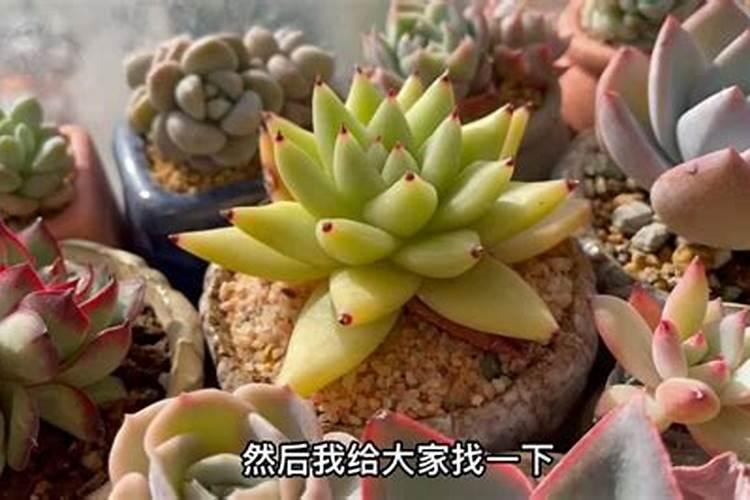 番茄施肥的正确使用方法