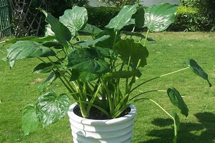 黄茶怎样施肥？