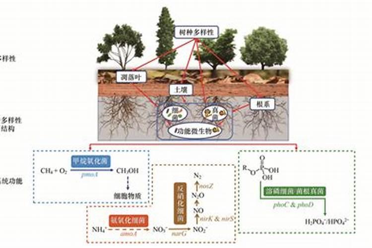 养花氮磷钾口诀,氮磷钾肥怎样施肥效果好