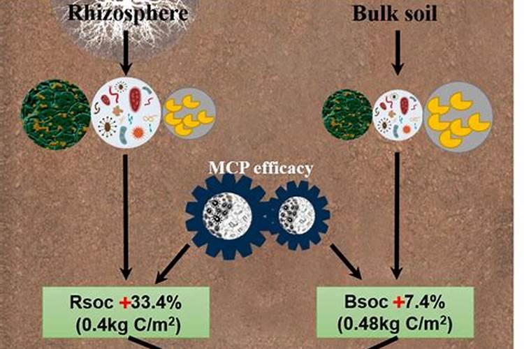 油菜地要撒碳吗怎么施肥