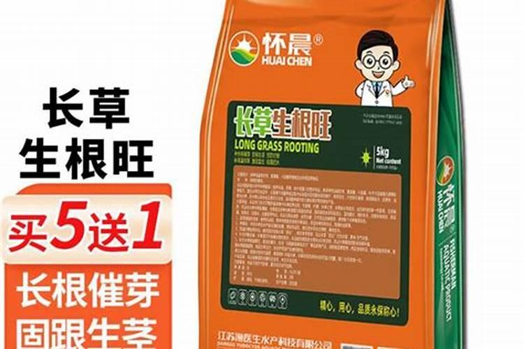 富贵竹怎么养护水不臭长根多