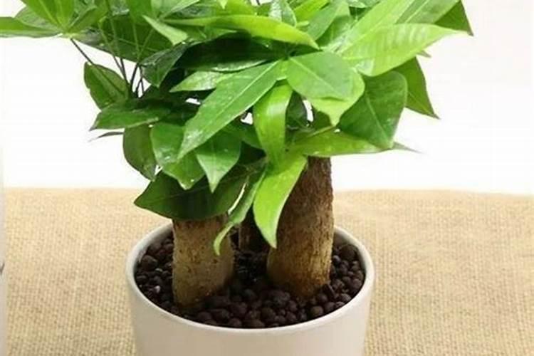 招财树 枝干的节点,枝叶的节点发黄,是怎么了？怎么办啊？