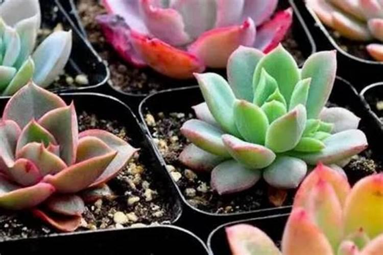 多肉总是干枯死亡,是什么原因呢？如何预防呢？
