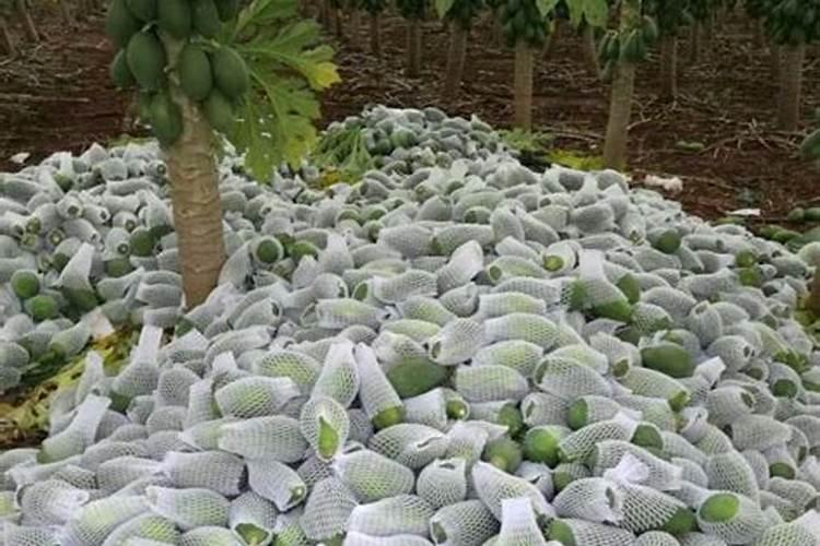 结果的芒果树追肥用硫酸钾还是硝酸钾好