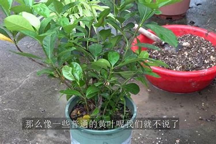 枝枝花可以用磷酸二氢钾做追肥吗？