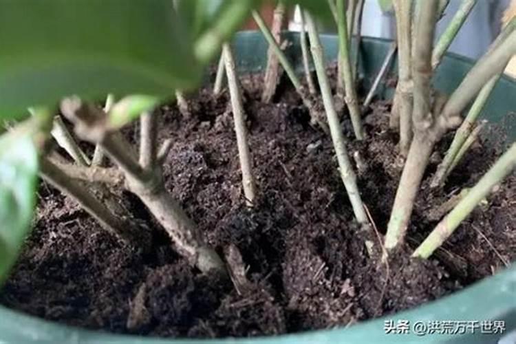 栀子花怎么施肥 用什么肥料好