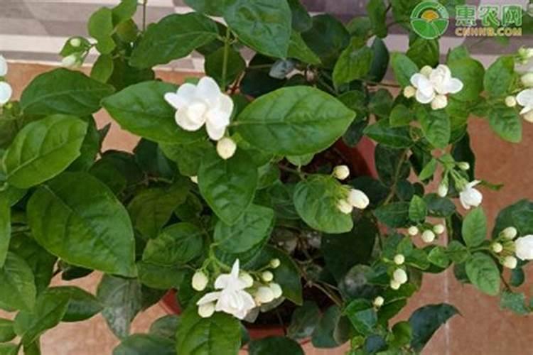 栀子花用什么肥料最好