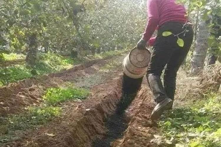 大葱种植高产施肥技巧 大葱种植高产施肥应该怎么做
