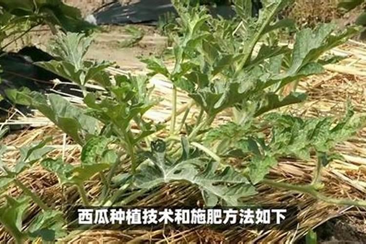 西瓜用什么肥料最好
