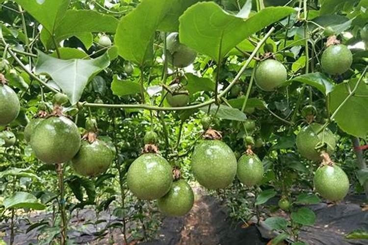 百香果最好的肥料是什么？